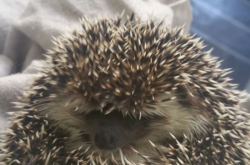 280 thumb hedgehog-crop