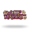 White Rabbit