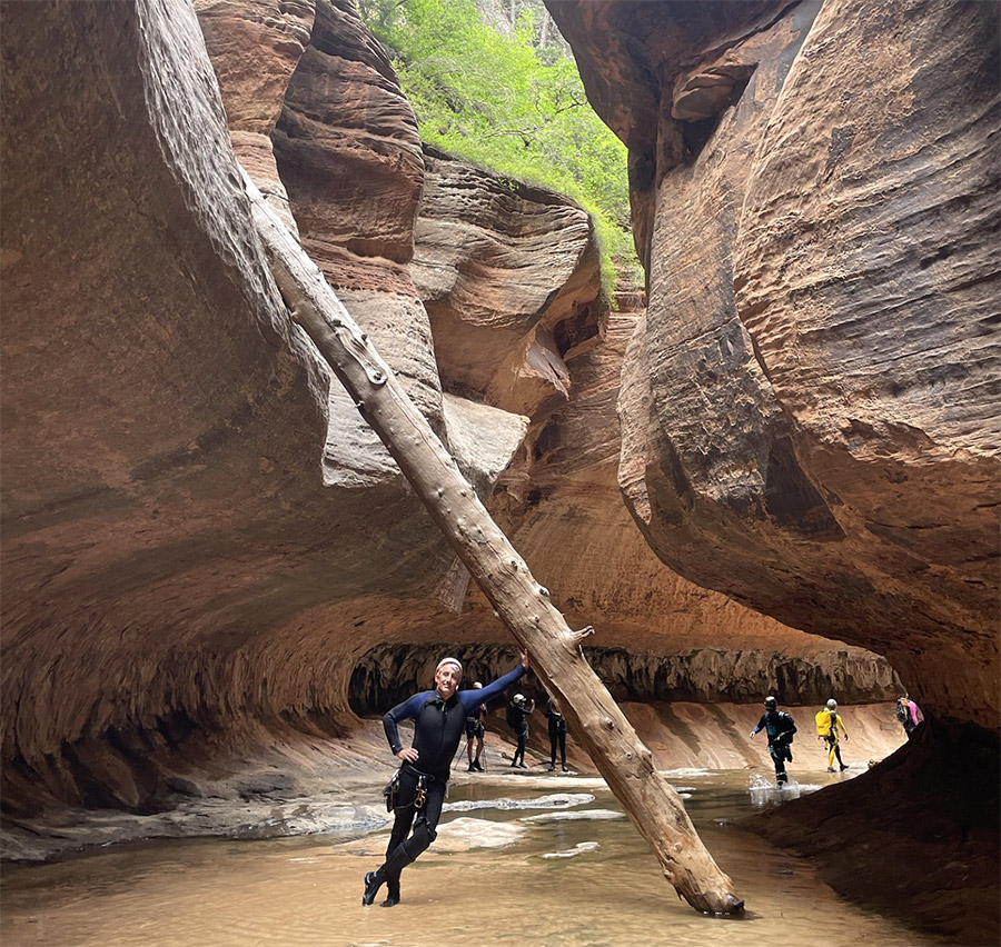 جذع شجرة ساقط