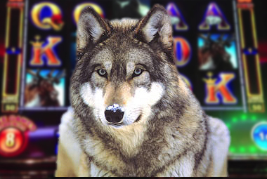 الفصل السادس من النظام